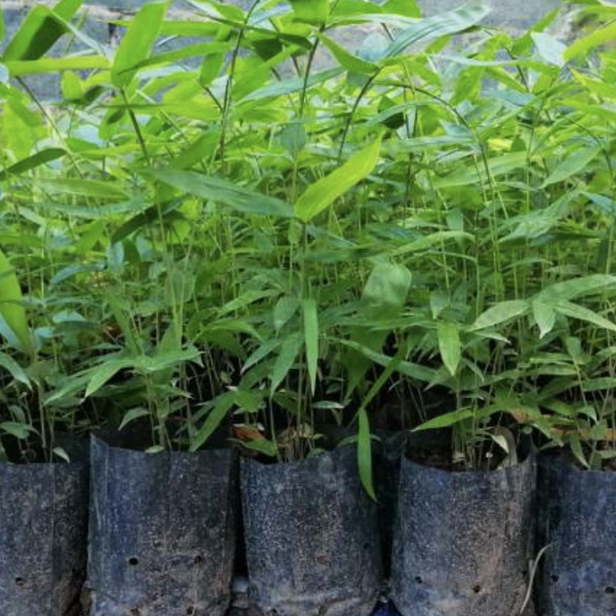 ต้นกล้าไผ่ข้าวหลามกาบแดงพร้อมปลูก